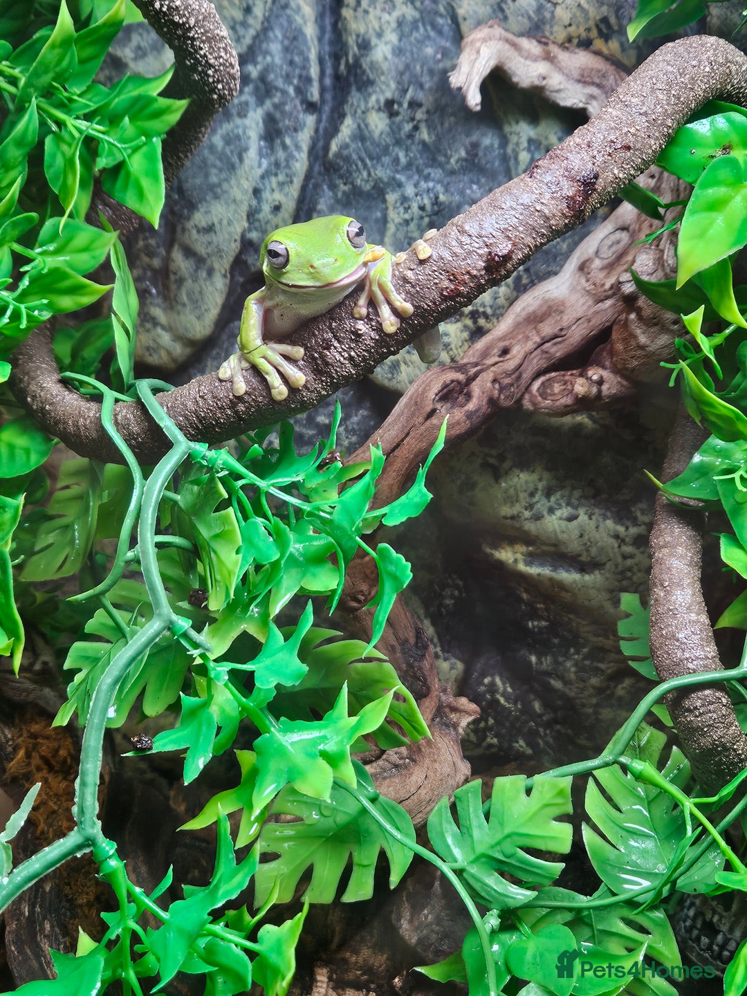 Frog reptiles for sale: Australian Whites Tree Frogs and Terrarium - Image 2