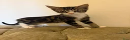 Mixed Breed cats for sale: Kittens ready for new homes now  - Advert 4