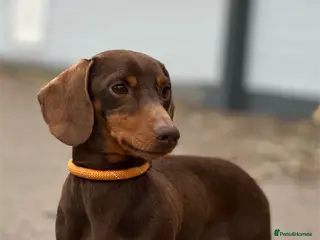 Miniature Dachshund dogs for stud: Barney chocolate and tan stud in Mansfield - Advert 2