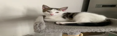 Mixed Breed Kitten 3