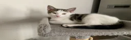 Mixed Breed cats for sale: Beautiful Mixed Kittens x5 - Microchipped - READY - Advert 12