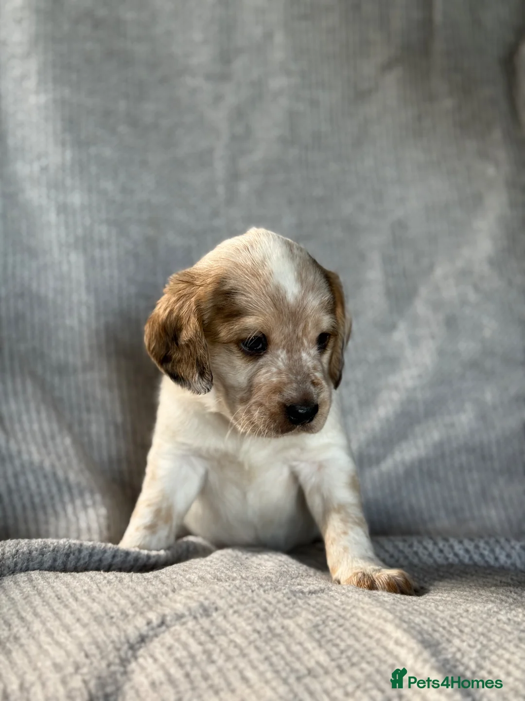 Mixed Breed dogs for sale: Beautiful litter of Australian Labradoodles  in Battle - Advert 2