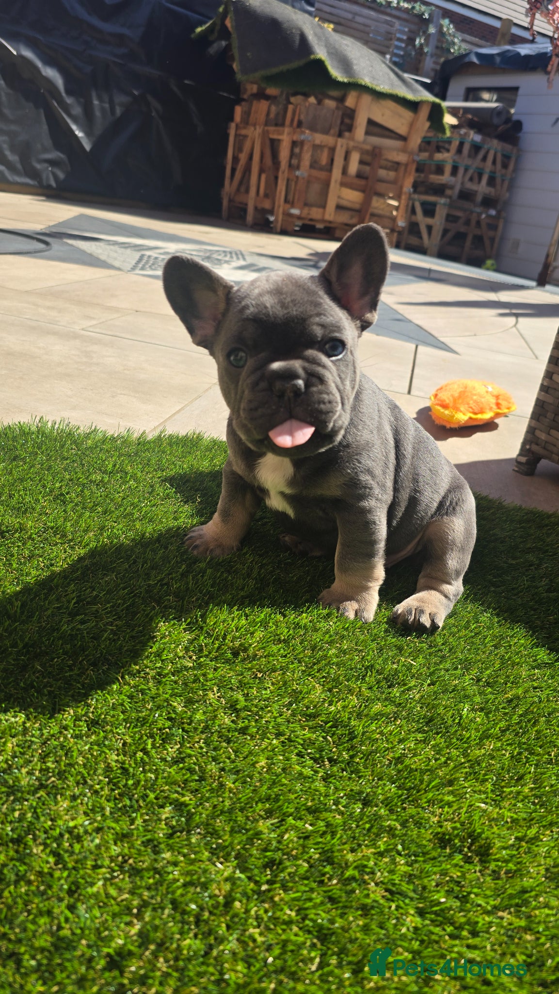 French Bulldog dogs 🔥 Stunning French Bulldog Puppies 🔥 - Advert 7