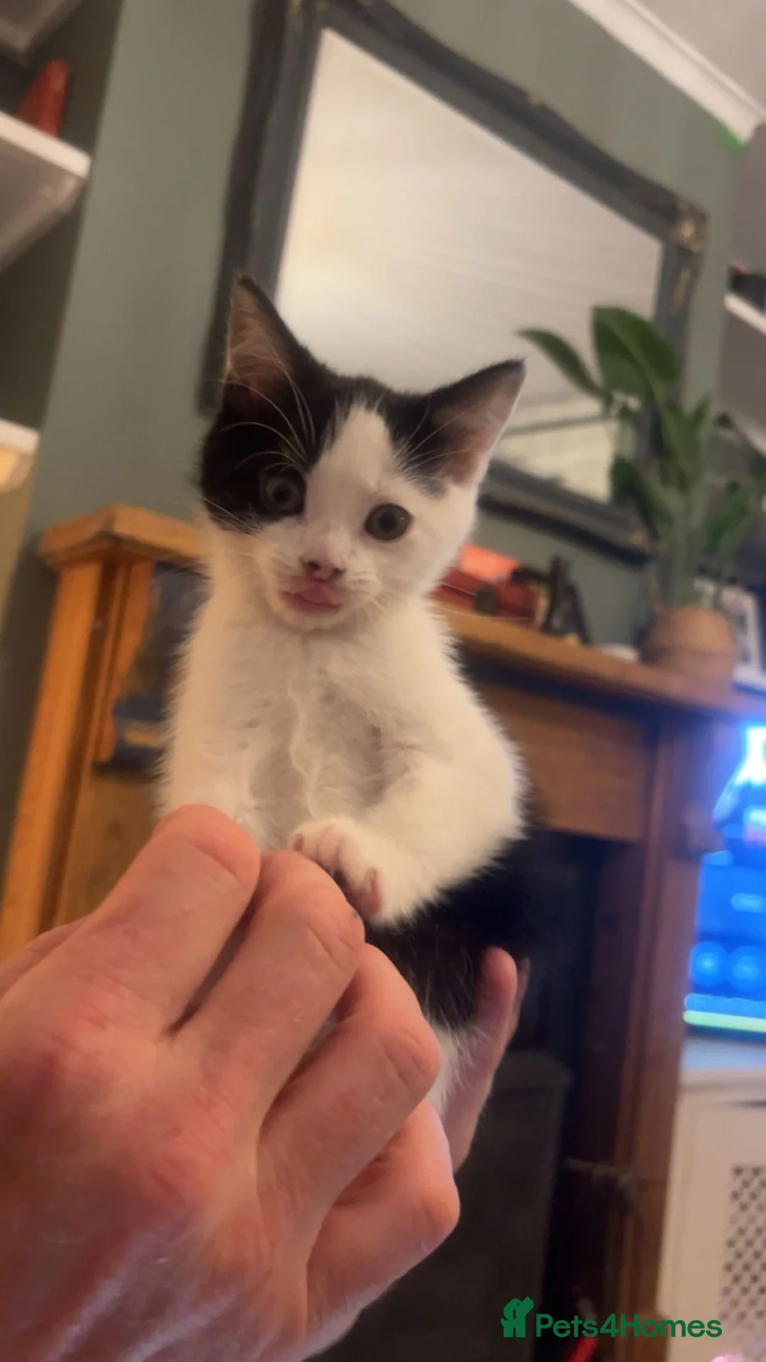Mixed Breed cats for sale: 4 kittens looking for a new home now - Advert 2