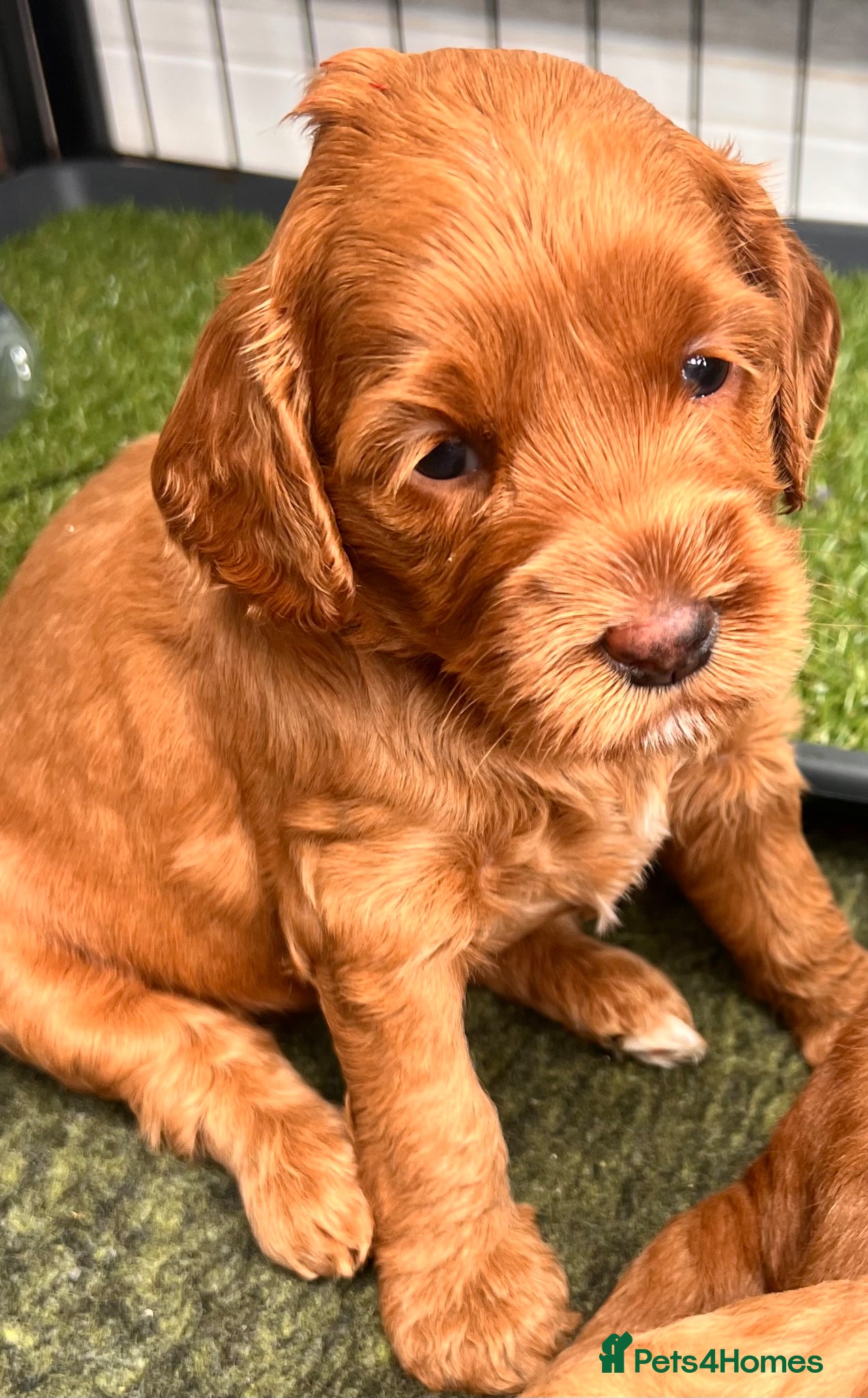 Australian Labradoodle dogs Tiny Tails,Big♥️Australian labradoodle - Advert 2