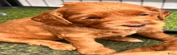 Australian Labradoodle dogs for sale: Last minute cancellation💙♥️Australian labradoodle - Advert 30