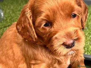Australian Labradoodle dogs Tiny Tails,Big♥️Australian labradoodle - Advert 2