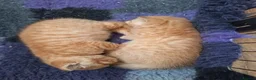 British Shorthair cats for sale: *TICA Cream&Ginger Kittens*Health Tested Parents* - Advert 7