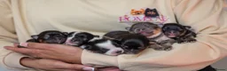 Pomeranian dogs for sale: KC Reg Pomeranians🐾Rare Colours🐾Licensed Breeder - Advert 3