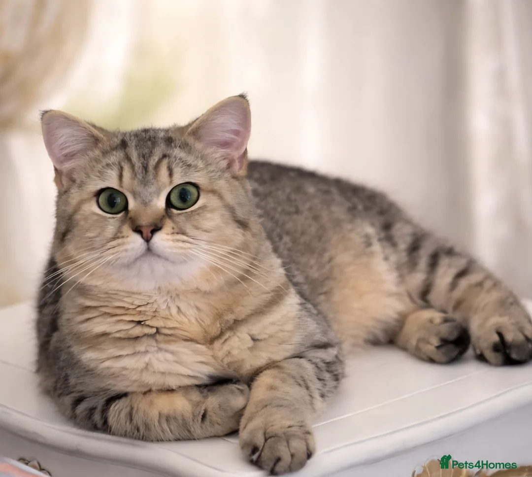 British Shorthair cats for sale: Stunning Black Golden BSH boy 💥 - Advert 2