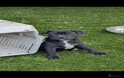 Staffordshire Bull Terrier dogs for sale: Staffordshire Bull terriers - Image 11