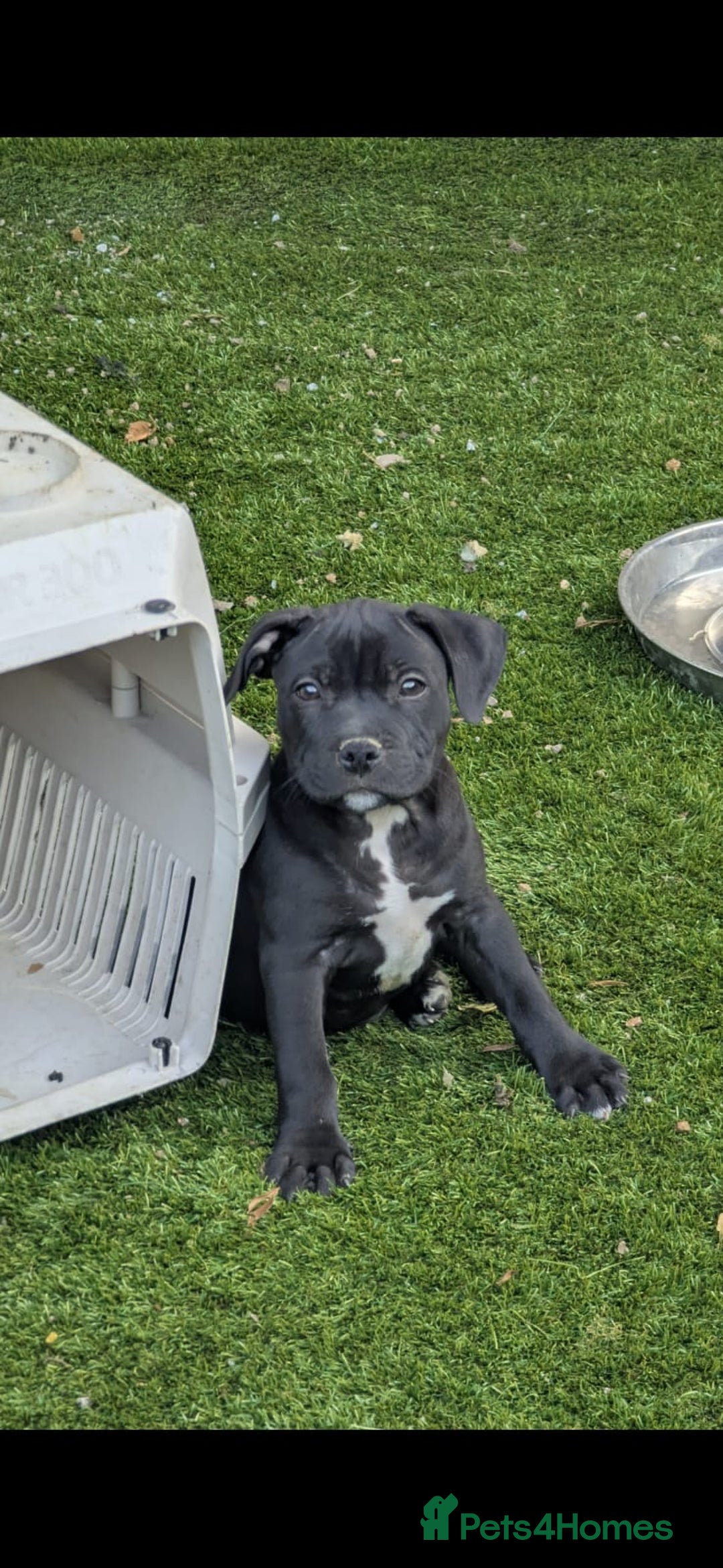 Staffordshire Bull Terrier dogs for sale: Staffordshire Bull terriers - Image 11