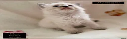 Ragdoll cats for sale: 💫 EXQUISITE RAGDOLL KITTENS  - Advert 4