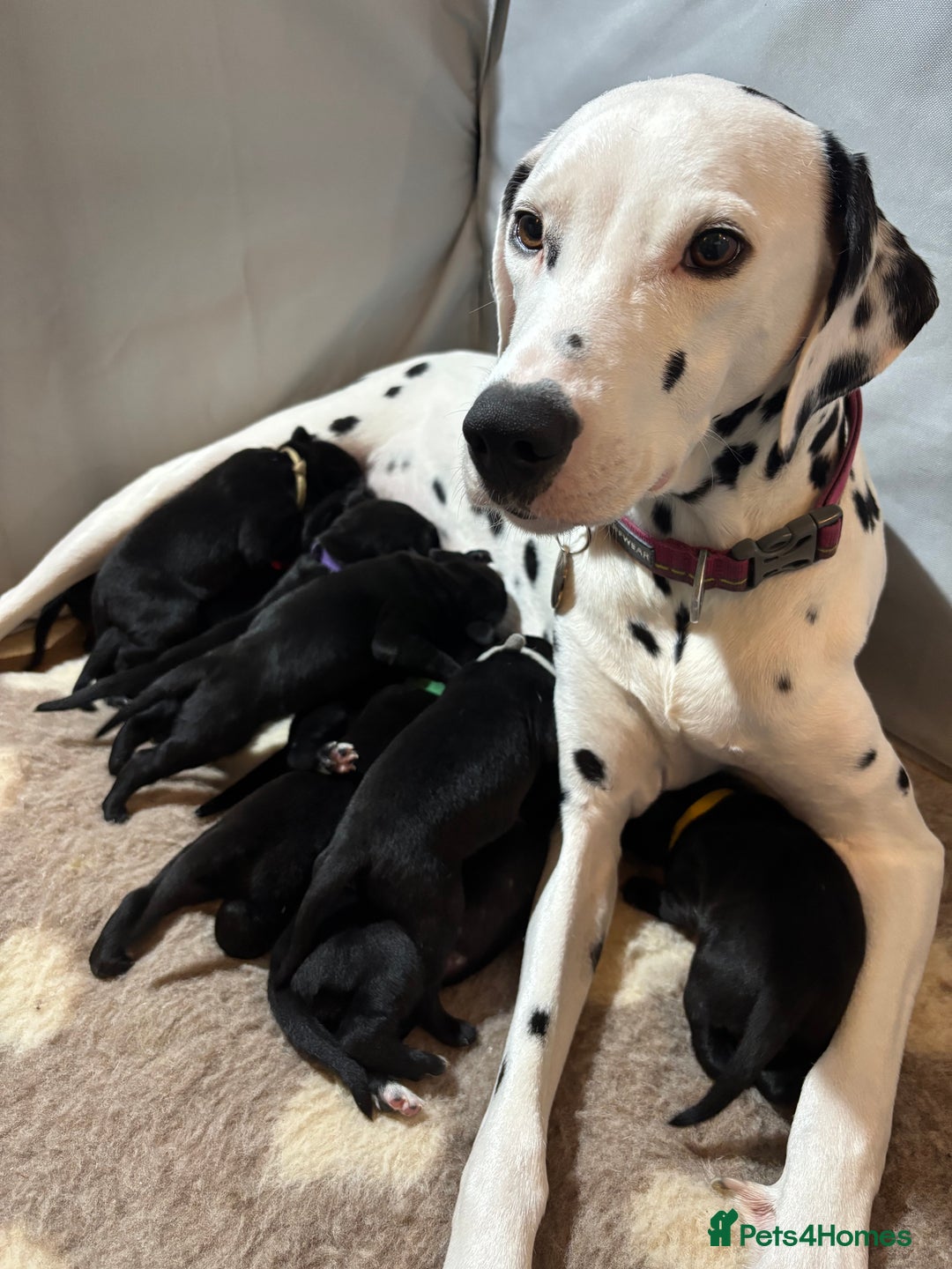 Mixed Breed dogs for sale: Dalmador puppies 3 girls left  - Advert 1