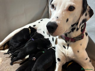 Mixed Breed dogs Dalmador puppies 3 girls left - Advert 2