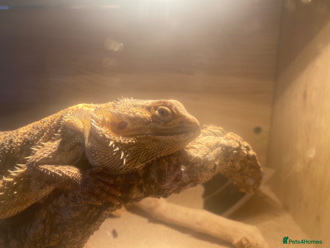 Bearded Dragon reptiles for sale: Bearded dragon for sale - Advert 2