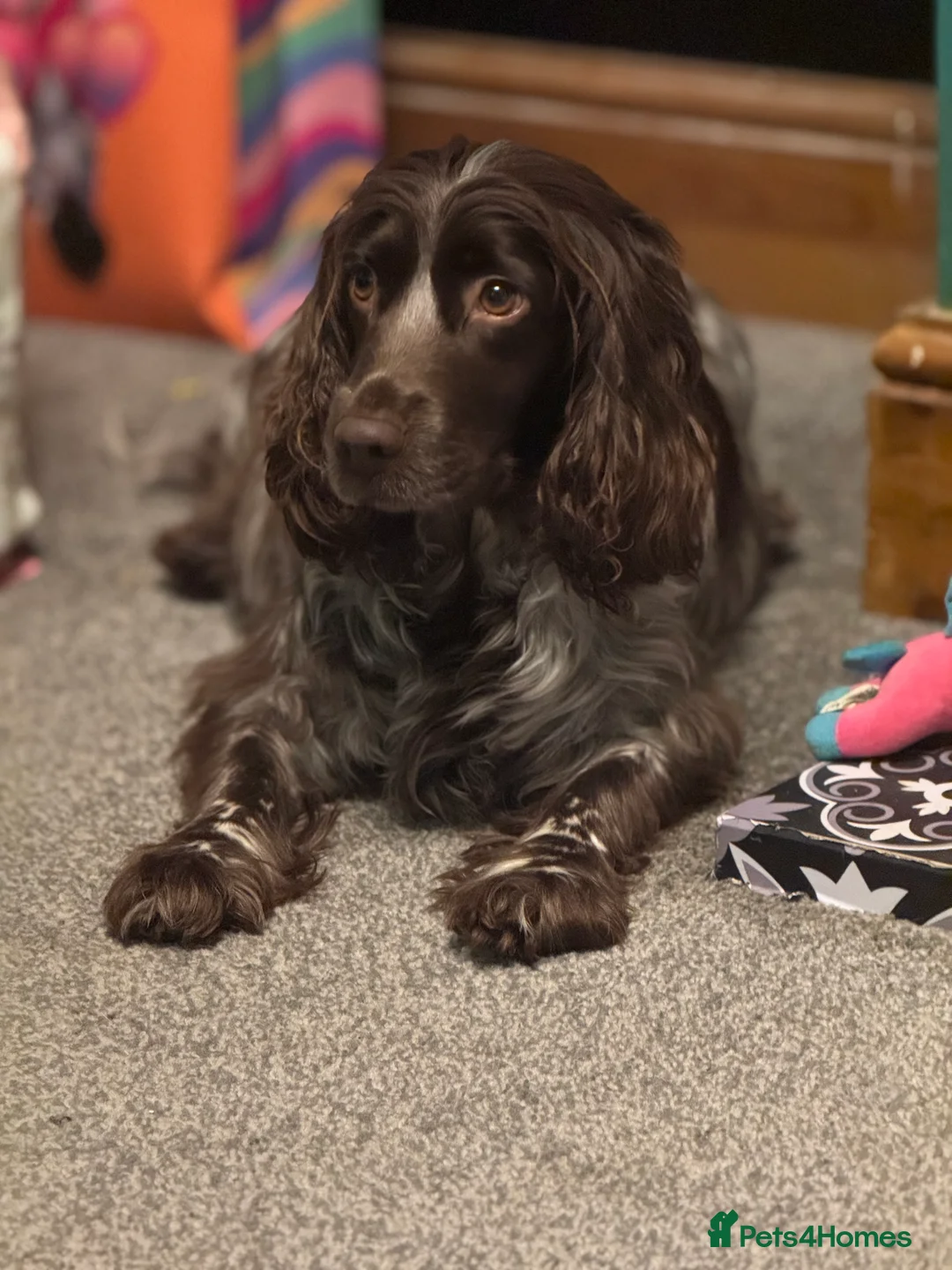 Cocker Spaniel dogs for sale: 6 cocker spaniel puppies  in Alfreton - Advert 1