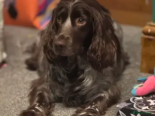 Cocker Spaniel dogs 6 cocker spaniel puppies - Advert 3