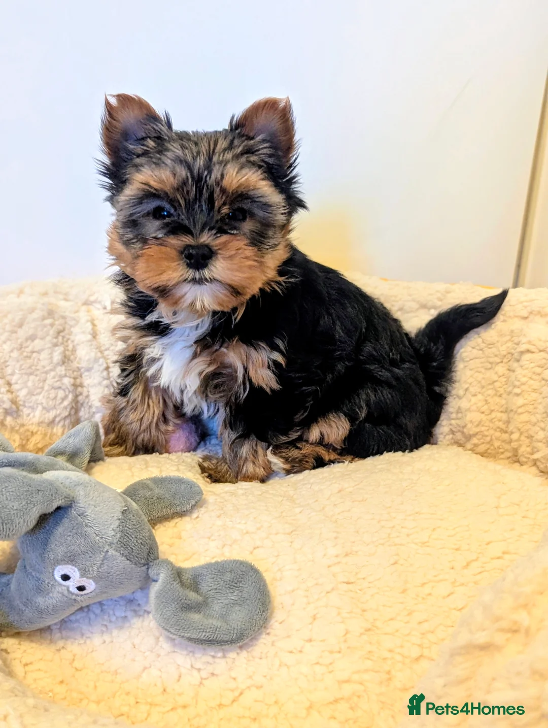 Yorkshire Terrier dogs for sale: Little bundles of joy available  - Advert 18