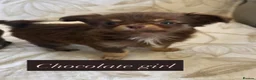 Chihuahua dogs for sale: Beautiful chihuahuas in Badminton - Advert 12