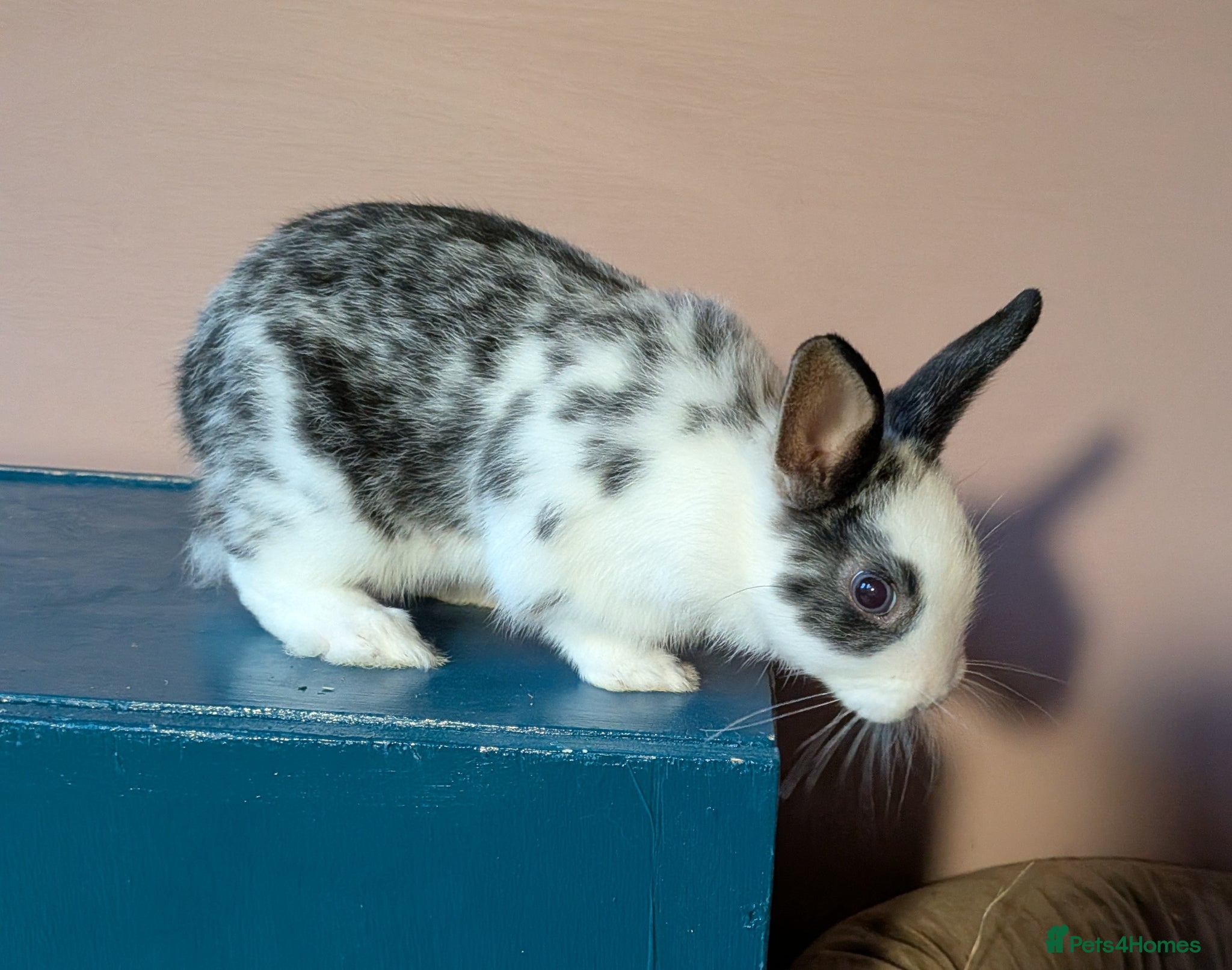 Mixed Breed rabbits 2 baby bunnies for sale - still available! - Advert 8