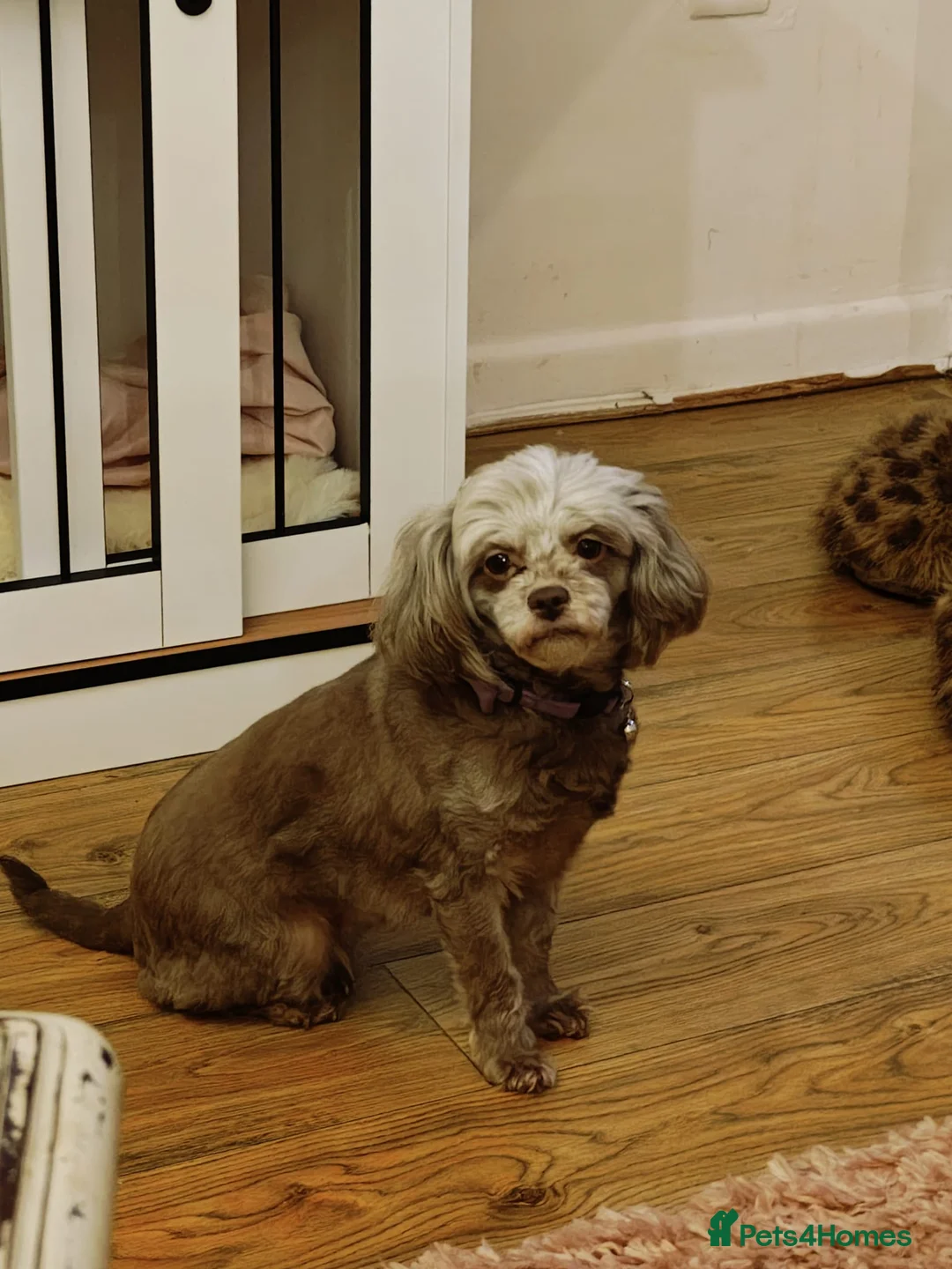 Mixed Breed dogs for sale: Lilly looking for a new home  - Advert 3