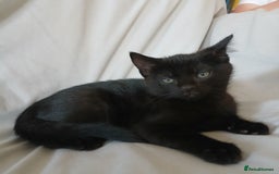 Mixed Breed cats for sale: READY NOW 4 male kittens looking for forever homes - Image 13