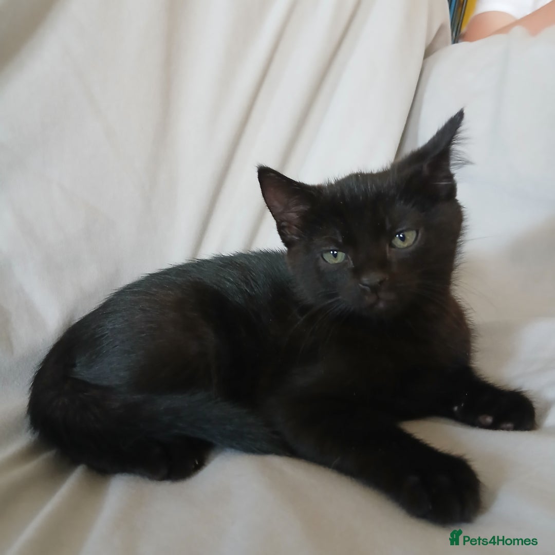 Mixed Breed cats for sale: READY NOW 4 male kittens looking for forever homes - Image 13