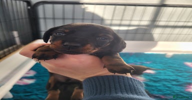 Miniature Dachshund dogs Miniature dachsund  - Advert 4