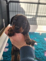 Miniature Dachshund dogs Miniature dachsund - Advert 5