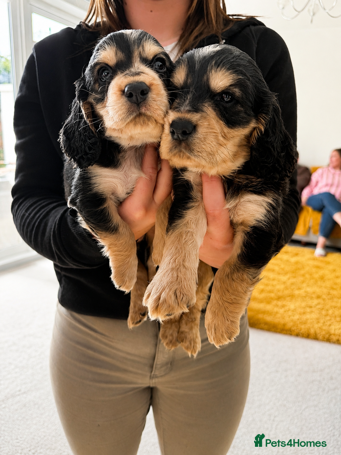 Cocker Spaniel dogs Show cocker spaniel puppies selling fast - Advert 4