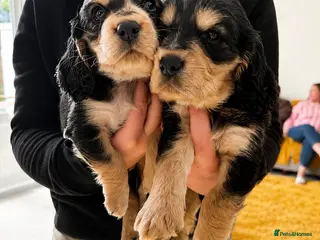 Cocker Spaniel dogs Show cocker spaniel puppies selling fast - Advert 4