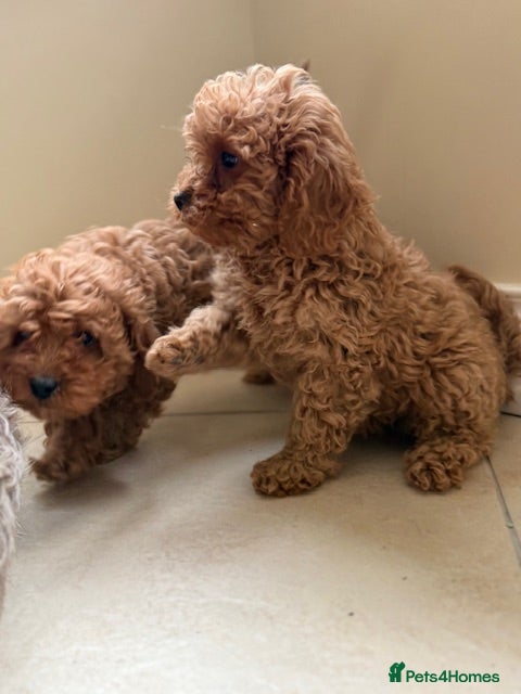 Cavapoo dogs Cavapoo puppy’s  - Advert 1