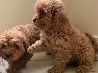 Cavapoo dogs Cavapoo puppy’s - Advert 1