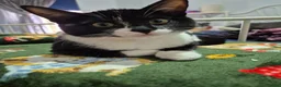 Ragdoll cats for sale: BSH Ragdoll mix - Advert 1