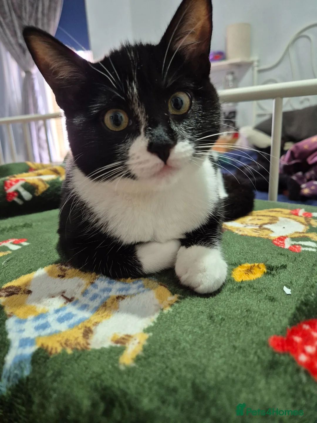 Ragdoll cats for sale: BSH Ragdoll mix - Advert 1