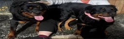 Rottweiler dogs for stud: Rottweiler at stud ( long haired )  - Advert 13
