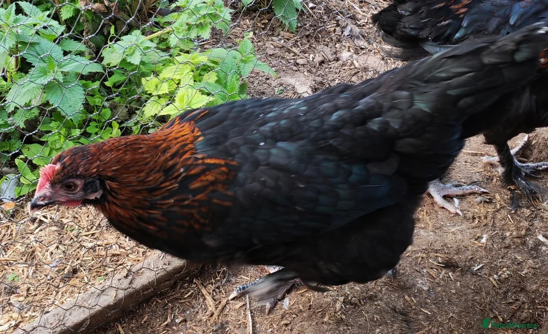 Chickens poultry for sale: Pure breed French copper black maran dark eggs - Advert 3