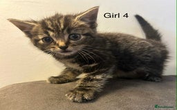 British Shorthair cats for sale: Stunning kittens available  - Image 7