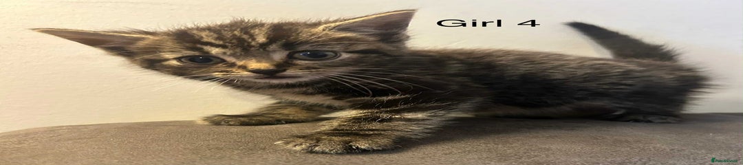 British Shorthair Kitten 9