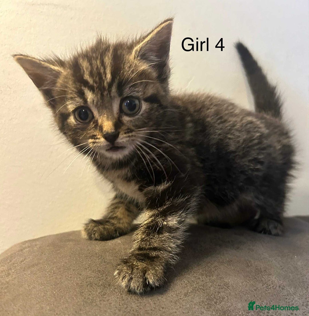 British Shorthair cats for sale: Stunning kittens available  - Image 7