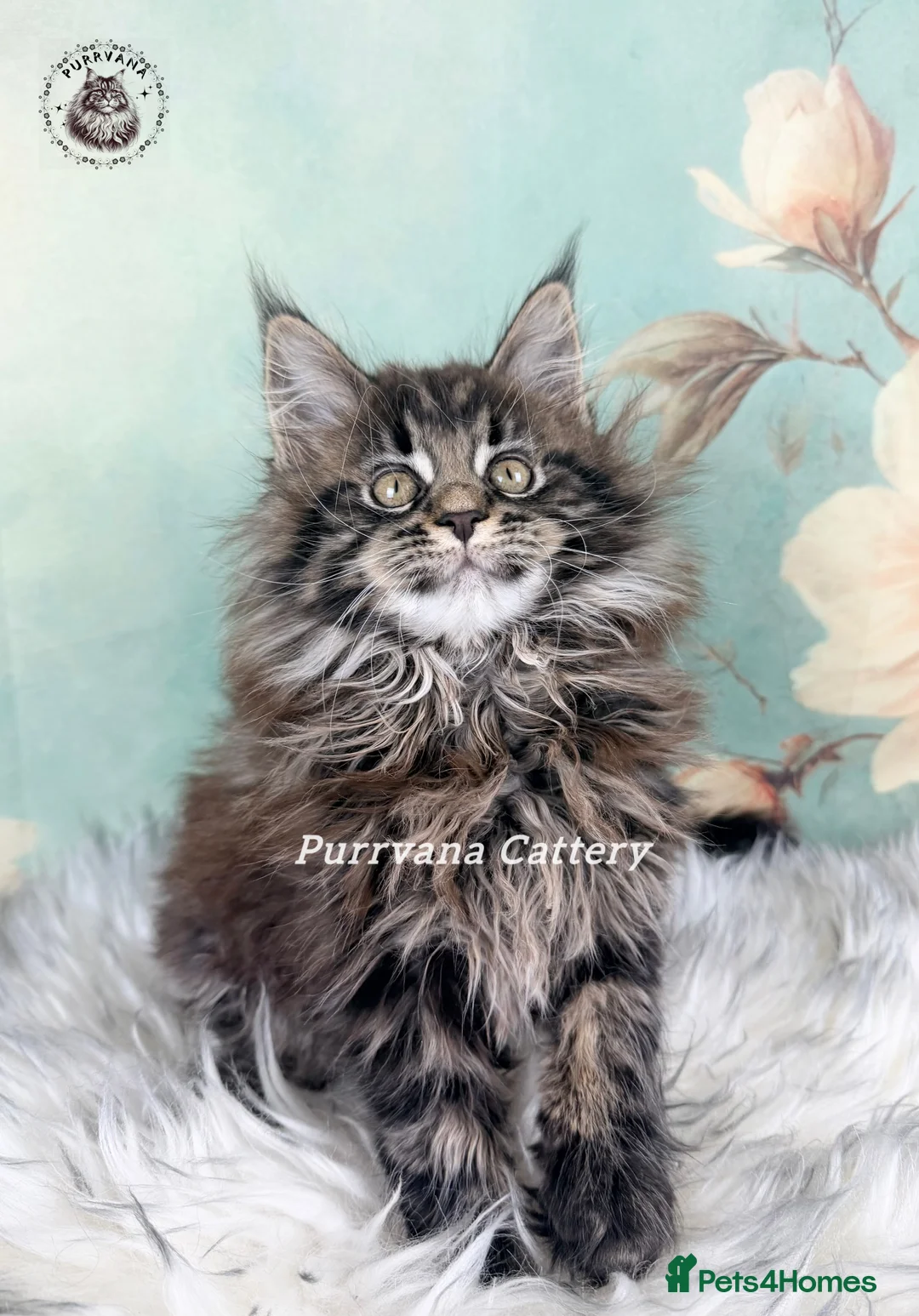 Maine Coon cats for sale: TICA registered Pedigree Maine coon kitten - Advert 1