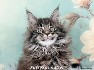 Maine Coon cats TICA registration Adorable Maine coon kitten - Advert 4