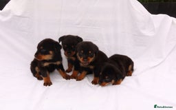 Rottweiler dogs for sale: Rottweiler puppy  - Image 21