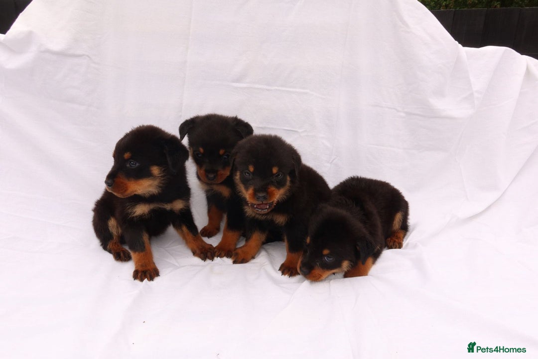 Rottweiler dogs for sale: Rottweiler puppy  - Image 21