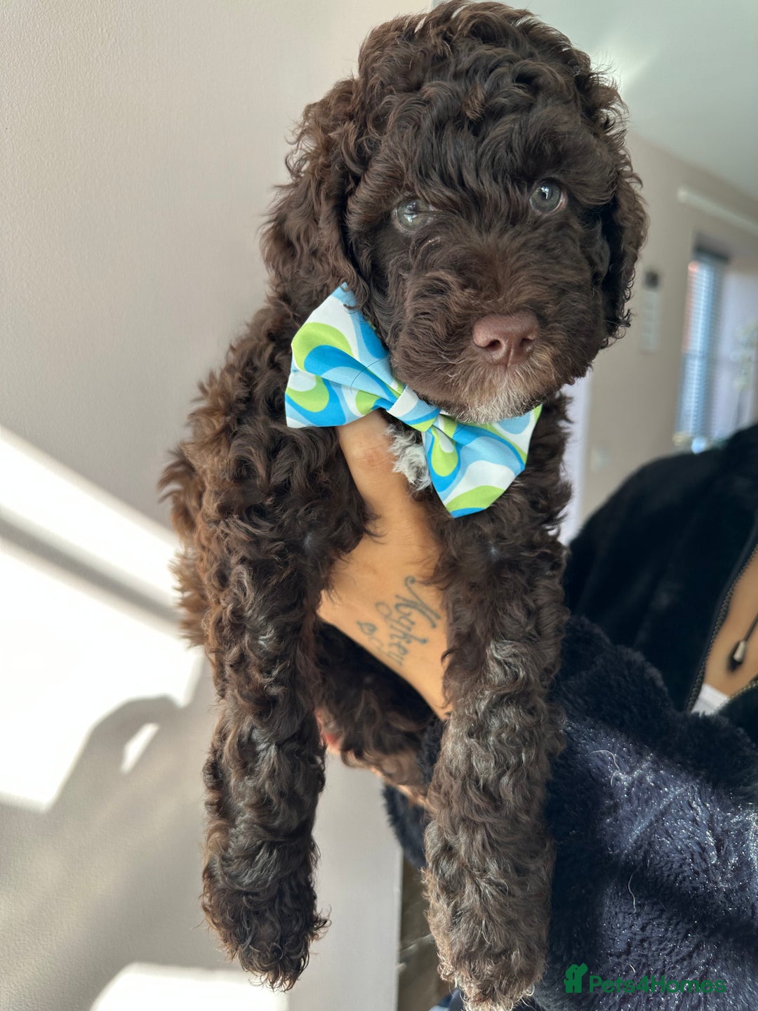 Australian Labradoodle dogs for sale: *waiting list* Australian labradoodles - Image 29