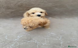Maltipoo dogs for sale: Multipoo  - Image 14