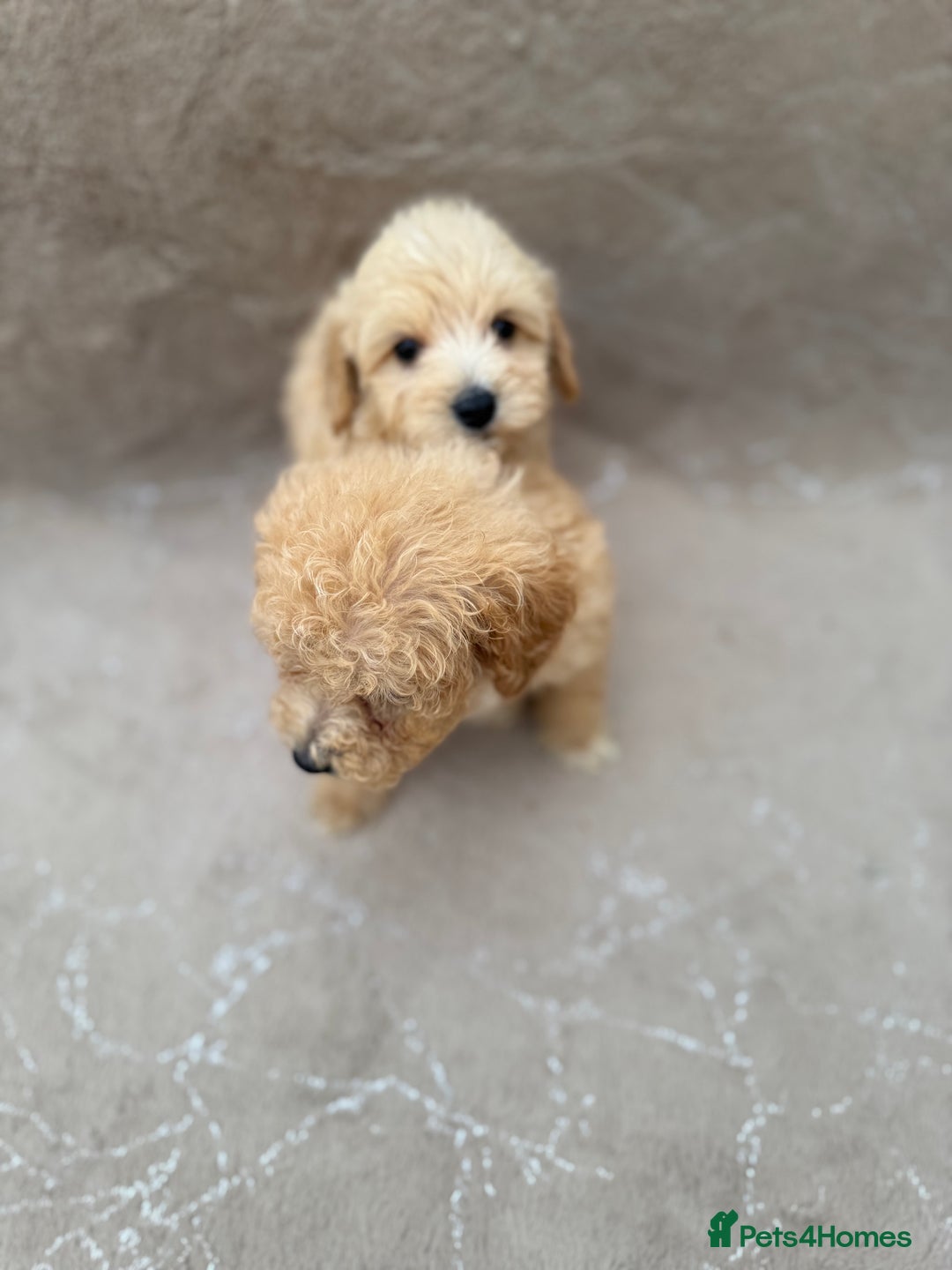 Maltipoo dogs for sale: Multipoo  - Image 14