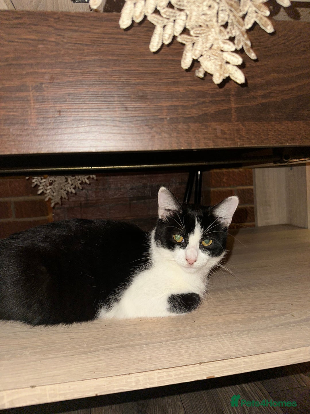 Mixed Breed cats for sale: Kittens for sale - Image 1