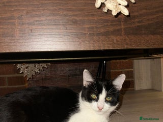 Mixed Breed cats for sale - Advert 1